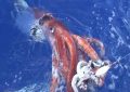 A Rare Giant Squid Caught on Camera Near Japan's Coast