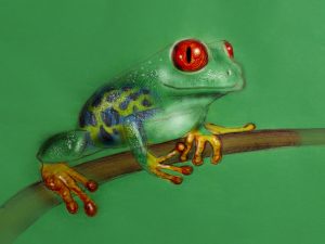 venemous frog