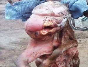 Dead Goat Born with a Head like a Human Baby