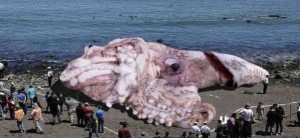 Giant squid Washes Ashore