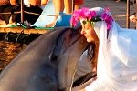 woman married Dolphin