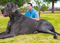 15 Biggest Animals In The World