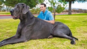 15 Biggest Animals In The World