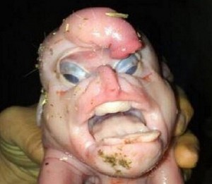 Alien Baby Pig Born with PENIS on Its Head