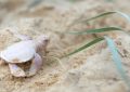 A Rare Albino Turtle Found on Australia Beach