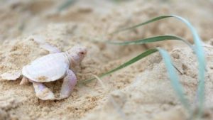 A Rare Albino Turtle Found on Australia Beach