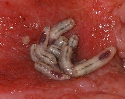 Maggots in patient ear