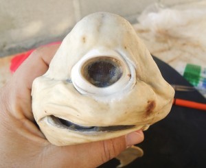 One -eyed Albino Shark