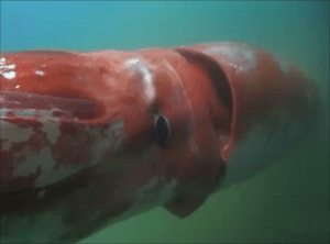 Giant Squid