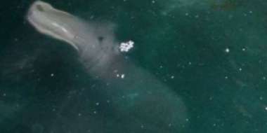 7 Biggest and Mysterious Creatures Caught On Camera