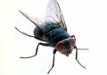 fly in patient mouth