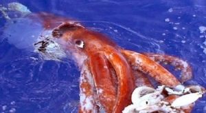 giant squid caught on tape