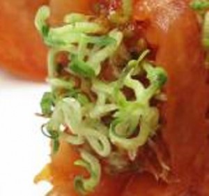 Dentist finds sprouting tomato Wrapper in patient mouth 