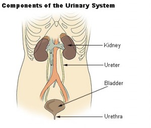 Kidney infection (pyelonephritis) is a serious form of urinary tract infection (UTI). Discover the latest info on signs, symptoms, treatment and prevention of the infection.