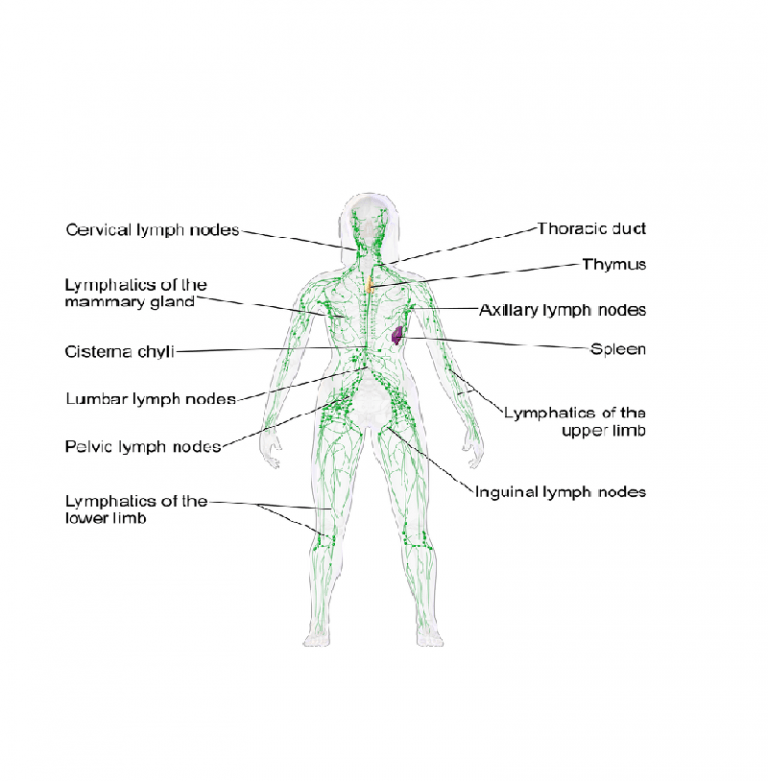 Lymphoma Symptoms, Treatment and Prevention – Booboone.com