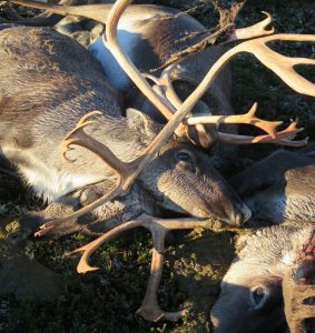 Norway Reindeer 