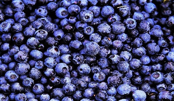 7 Amazing Health Benefits of Bilberry That Can Change Your life