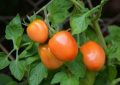 Tomato Nutrition Facts and Health Benefits