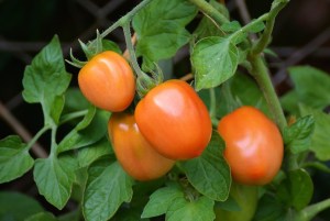 Tomato Nutrition Facts and Health Benefits