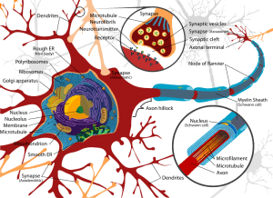 Human Brain connected to the immune system