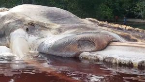 Giant 15-meter-long sea creature found on An Indonesian Island