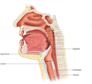 Laryngeal Cancer Symptoms, Treatment and Prevention