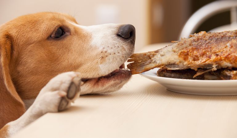 Choose A Dog Food That Is High In Proteins