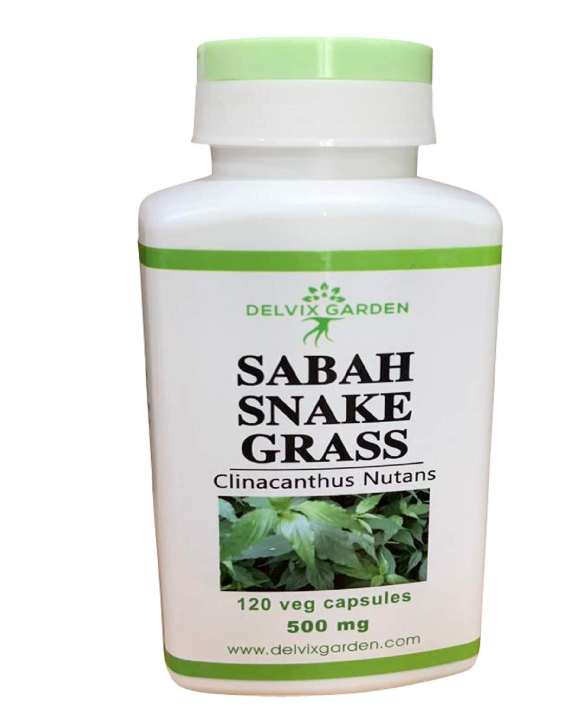 Sabah snake grass from Delvix Garden capsules