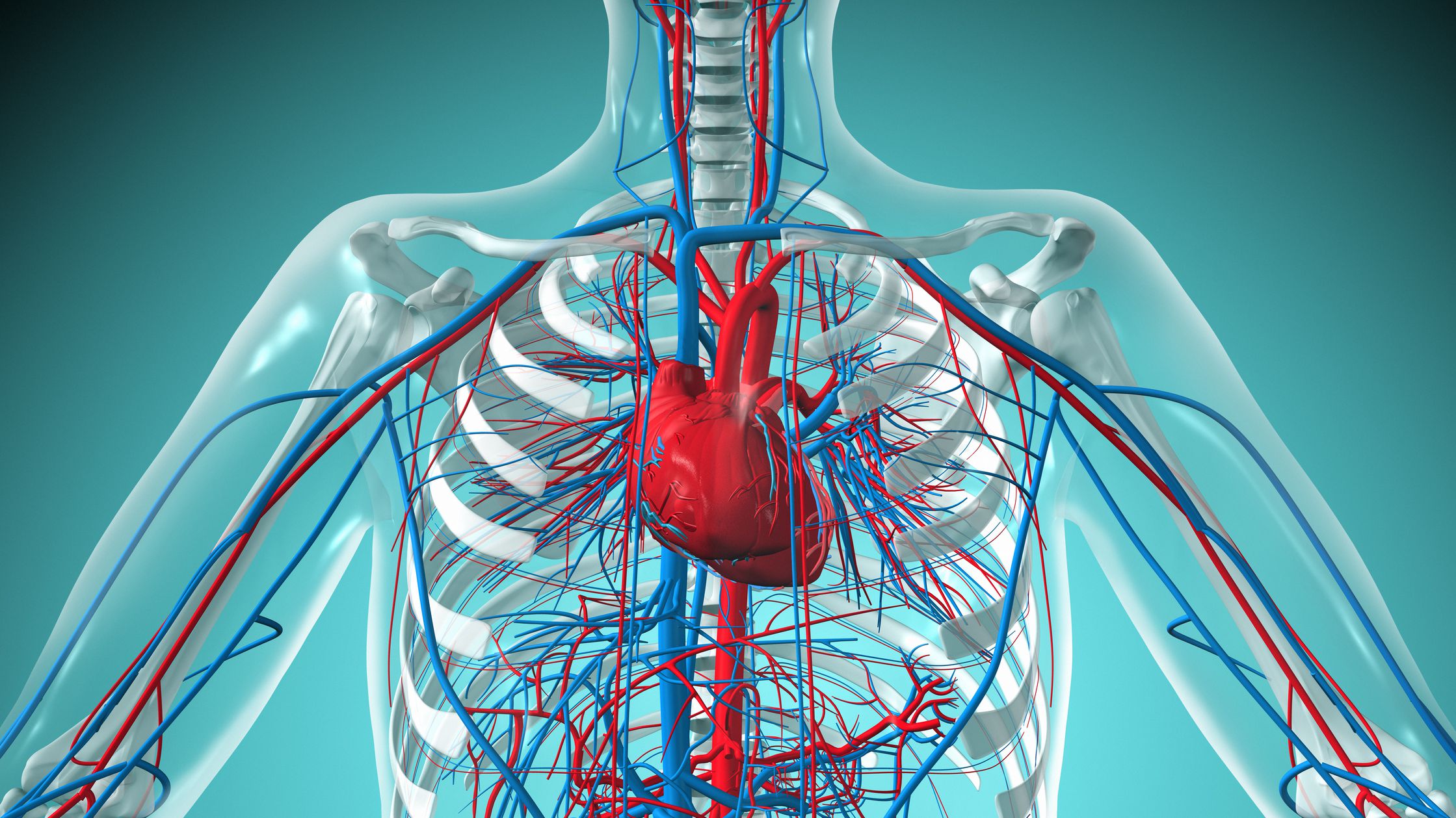 Heathy Cardiovascular System