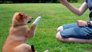 How To Train A Dog To Do Almost Anything?