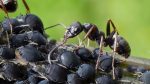 11 Black Ant Extract Benefits That Will Amaze You