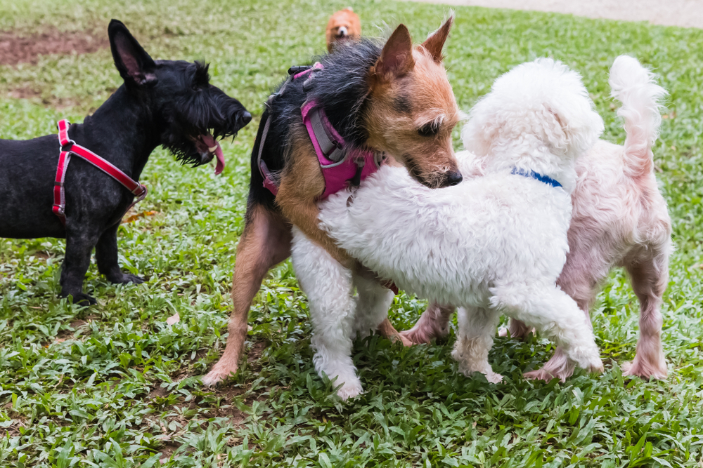 Dogs Hump to Play