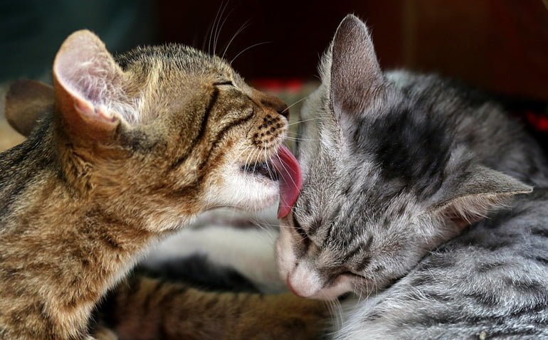 Cats Lick to Mark Their Territory