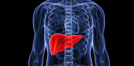 Support a Healthy Liver