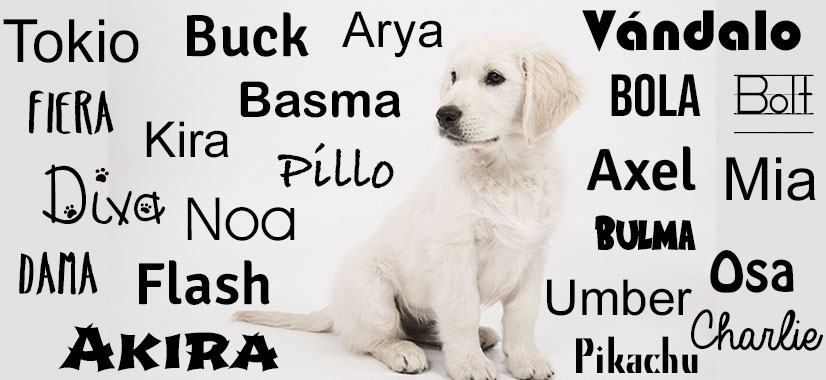 Choose A Good Name for Your Dog