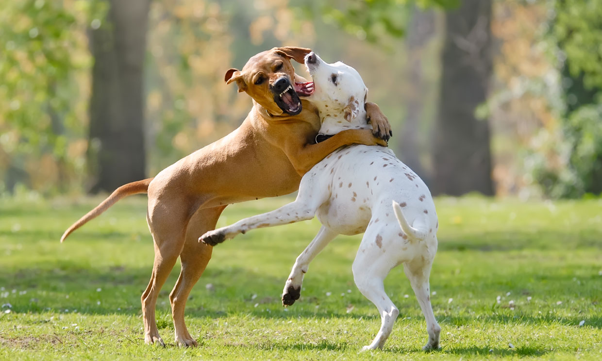 Dogs Bite during Mating