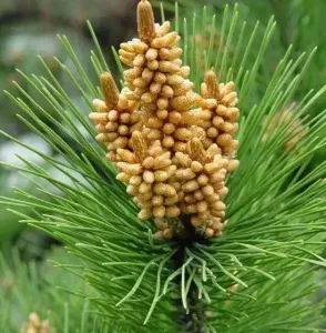 pine pollen powder