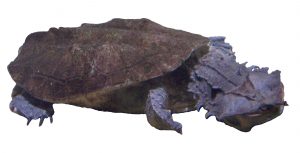 Matamata Turtle