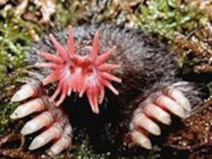 Star-Nosed Mole