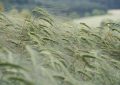 Rye Grass Pollen extract