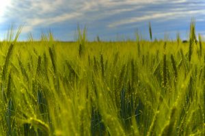 Rye Grass Pollen extract benefits