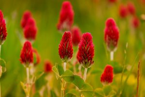 red clover benefits for skin