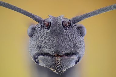Black ant extract