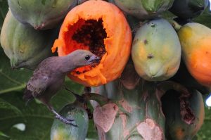 Papaya Health Benefits
