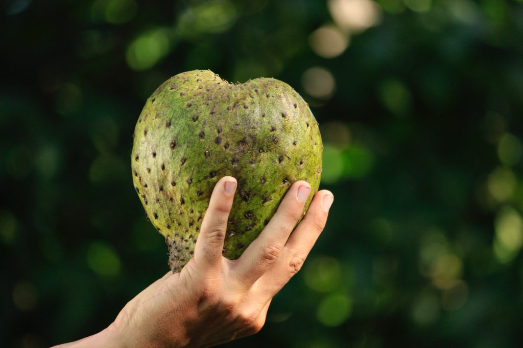 17 Soursop Benefits And Uses For Health And Beauty 9896