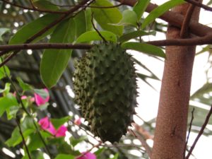 soursop health benefits