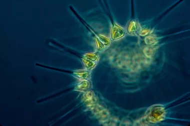 Marine Phytoplankton supplement