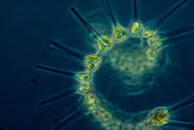 Marine Phytoplankton supplement