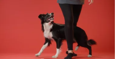 Train a Dog to Walk Through Legs