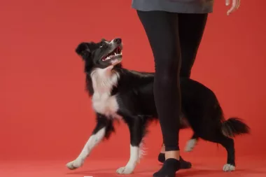 Train a Dog to Walk Through Legs
